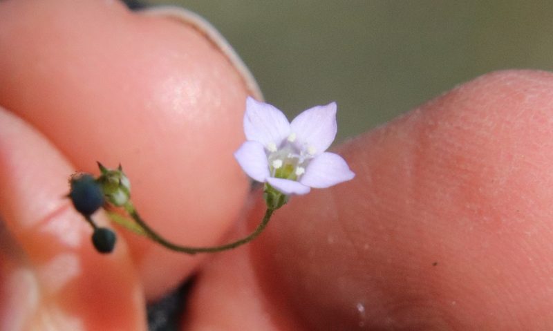 Saltugilia australis, photographed by Millie Basden