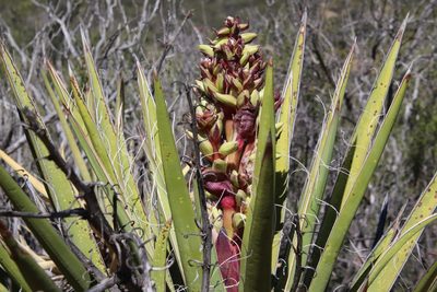 Yucca schidigera, photographed by Millie Basden