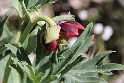 Paeonia californica, photographed by Millie Basden