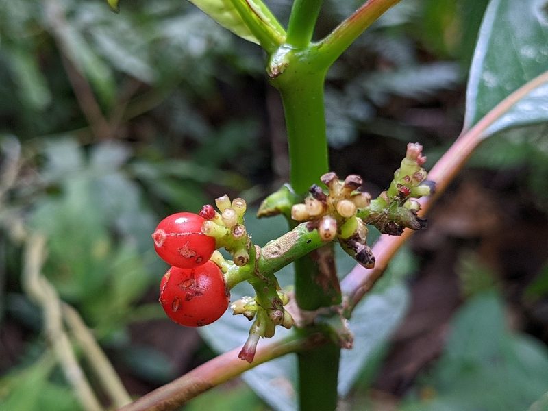 Notopleura uliginosa, photographed by Attila Oláh