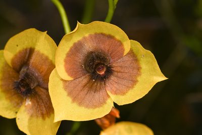 Telipogon costaricensis, photographed by Trevor Van Loon