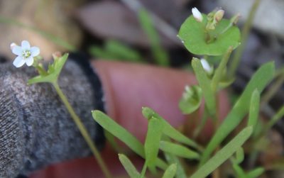 Claytonia parviflora, photographed by Millie Basden