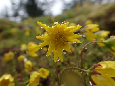Crocidium multicaule, photographed by Ellyne Geurts