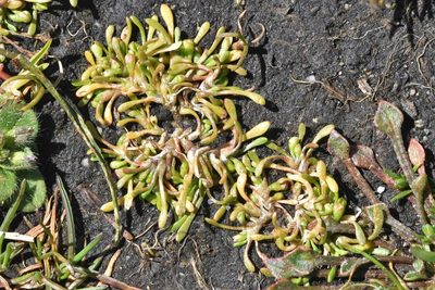 Montia howellii, photographed by Braden J. Judson