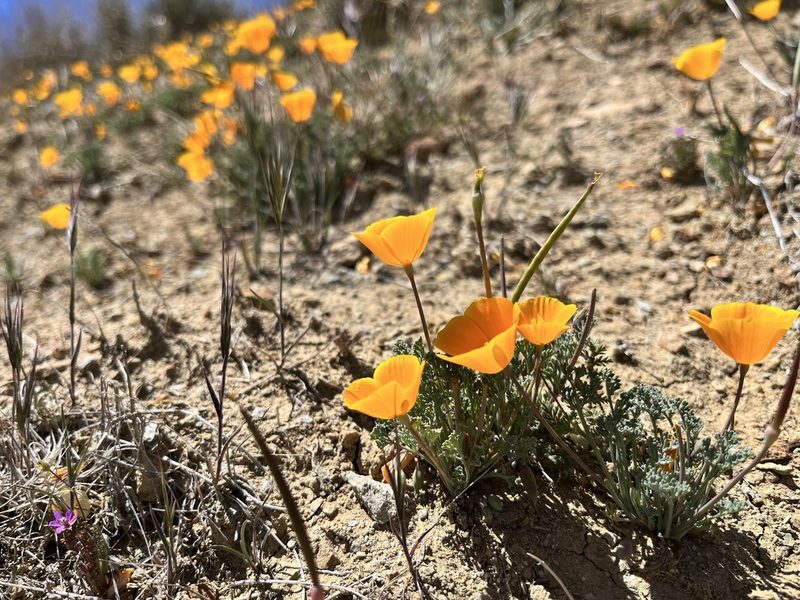 Eschscholzia lemmonii, photographed by Kristen Nelson