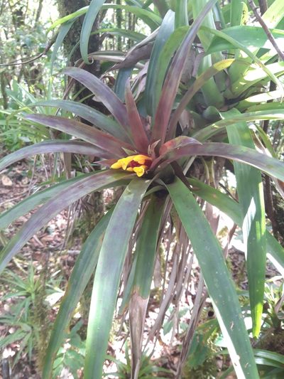 Guzmania cerrohoyaensis, photographed by keesgroenendijk