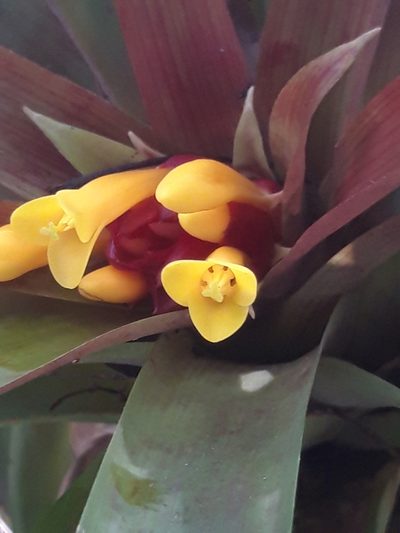 Guzmania cerrohoyaensis, photographed by keesgroenendijk
