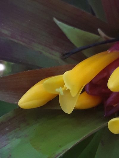 Guzmania cerrohoyaensis, photographed by keesgroenendijk