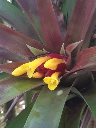 Guzmania cerrohoyaensis, photographed by keesgroenendijk