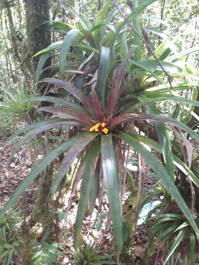 Guzmania cerrohoyaensis, photographed by keesgroenendijk