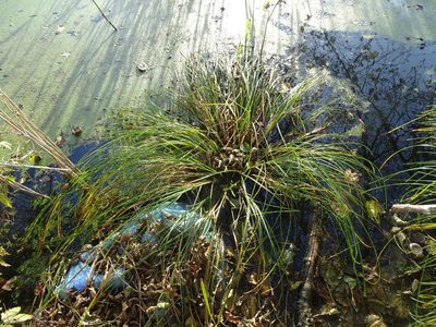 Carex paniculata, photographed by Grzegorz Grzejszczak