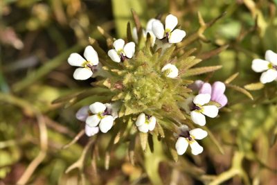 Triphysaria versicolor, photographed by Braden J. Judson