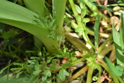 Limnanthes macounii, photographed by Braden J. Judson