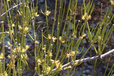 Ephedra californica, photographed by Millie Basden