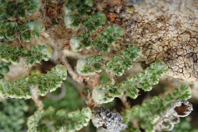 Myriopteris covillei, photographed by Millie Basden