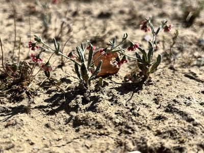 Eriogonum gracillimum, photographed by Kristen Nelson
