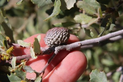 Quercus cornelius-mulleri, photographed by Millie Basden