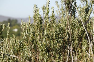 Searsia angustifolia, photographed by Tony Rebelo