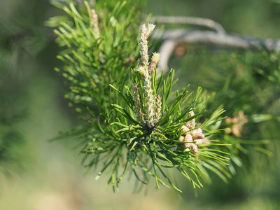 Pinus virginiana, photographed by mefisher