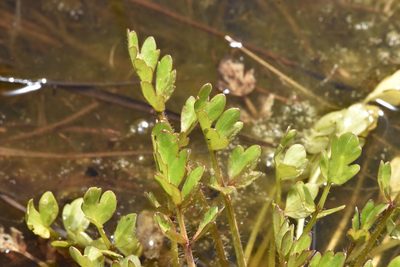 Ranunculus orthorhynchus, photographed by Braden J. Judson