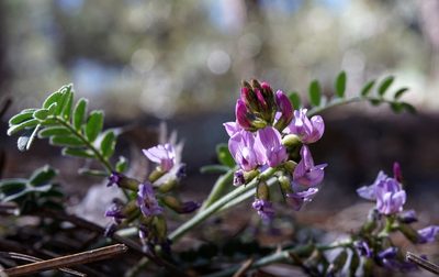 Astragalus cobrensis, photographed by Andrew Tree
