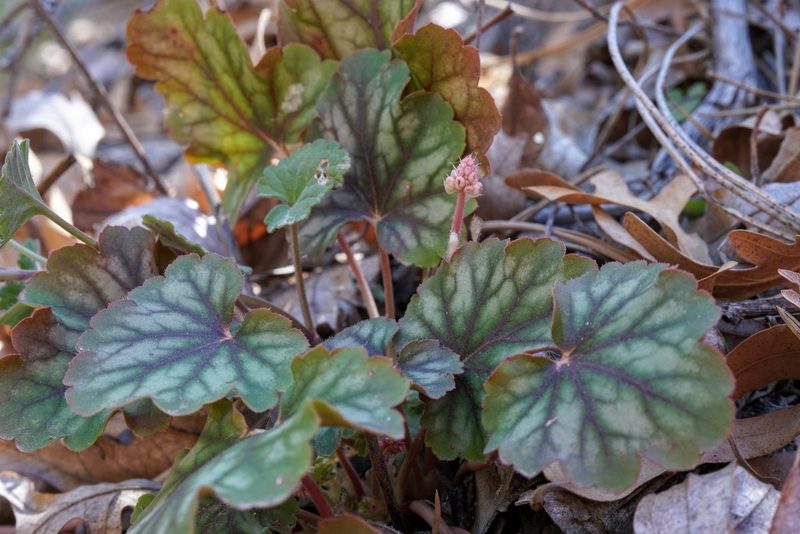 Heuchera glomerulata, photographed by Andrew Tree