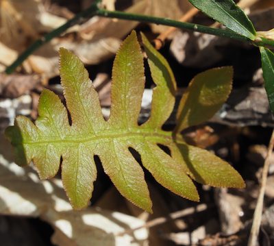 Lorinseria areolata, photographed by mefisher