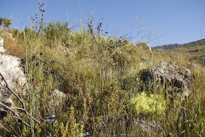 Thesium strictum, photographed by Tony Rebelo