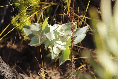Protea amplexicaulis, photographed by Tony Rebelo