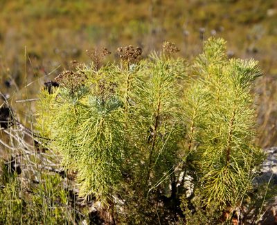 Athanasia crithmifolia, photographed by Tony Rebelo