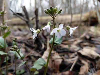 Cardamine bulbosa, photographed by Paul Roots