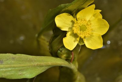 Ranunculus alismifolius, photographed by Braden J. Judson