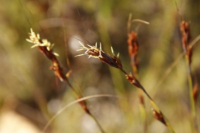 Tetraria ustulata, photographed by Tony Rebelo