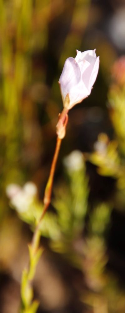Prismatocarpus campanuloides, photographed by Tony Rebelo