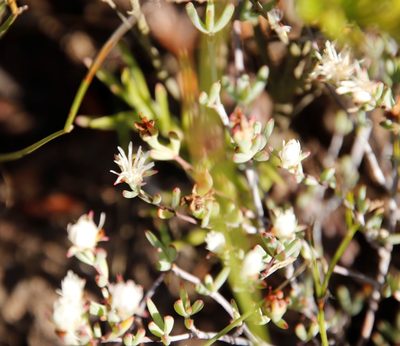 Lampranthus falcatus, photographed by Tony Rebelo