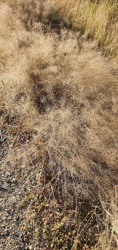 Eragrostis leptostachya, photographed by Bethlea Bell