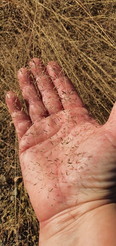 Eragrostis leptostachya, photographed by Bethlea Bell