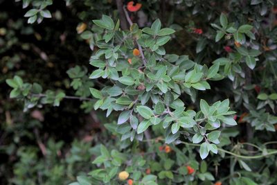 Amomyrtus luma, photographed by Cesar Ormazabal