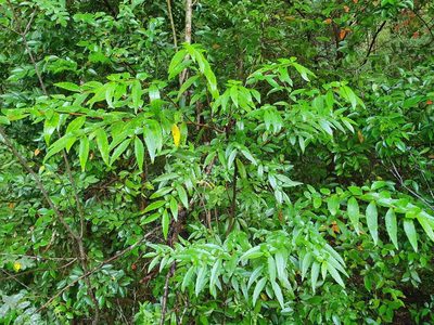 Azara lanceolata, photographed by Cesar Ormazabal