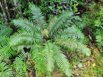 Lomariocycas magellanica, photographed by Cesar Ormazabal