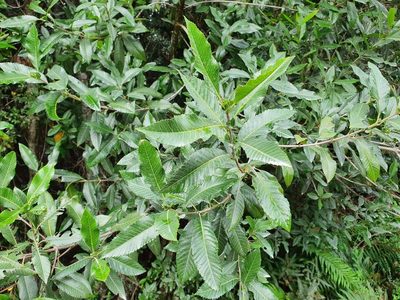 Caldcluvia paniculata, photographed by Cesar Ormazabal