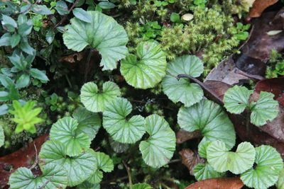 Gunnera magellanica, photographed by Cesar Ormazabal