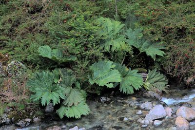 Gunnera tinctoria, photographed by Cesar Ormazabal