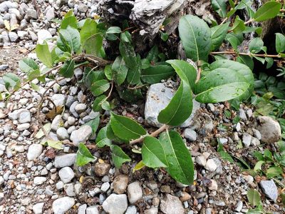 Hydrangea serratifolia, photographed by Cesar Ormazabal