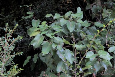 Lomatia hirsuta, photographed by Cesar Ormazabal