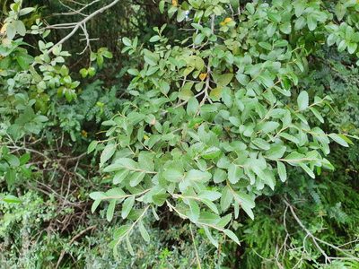 Nothofagus dombeyi, photographed by Cesar Ormazabal