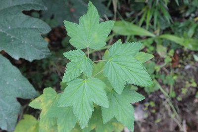 Ribes magellanicum, photographed by Cesar Ormazabal
