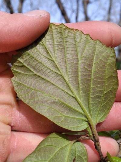 Fothergilla latifolia, photographed by Scott Ward