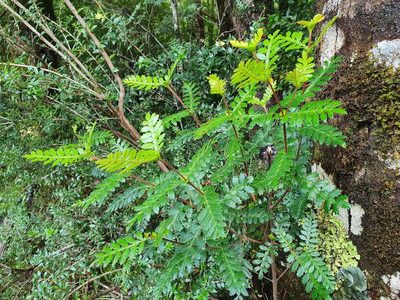 Weinmannia trichosperma, photographed by Cesar Ormazabal
