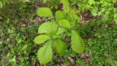 Quercus michauxii, photographed by Joseph Aubert